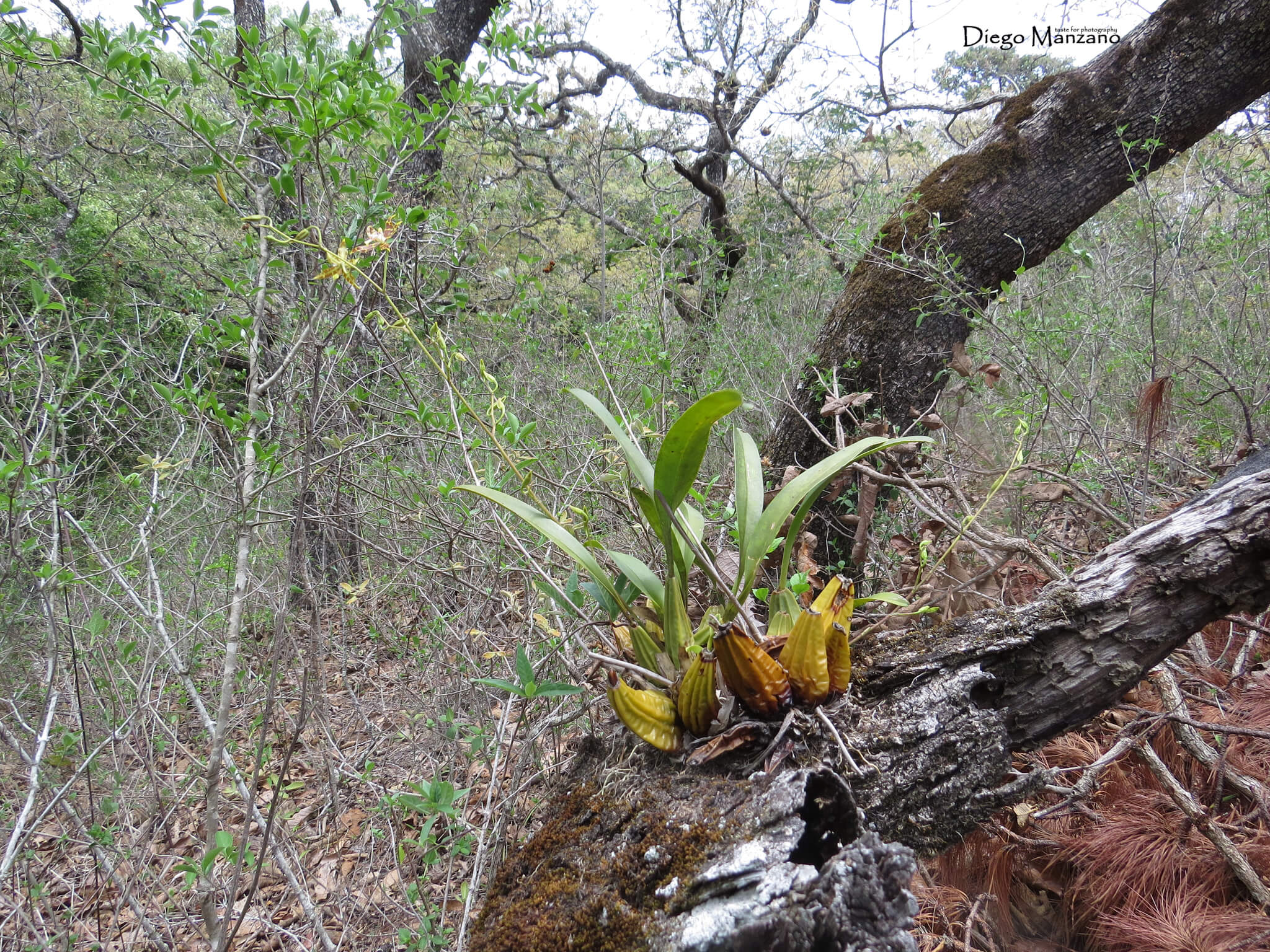 Oncidium hastatum